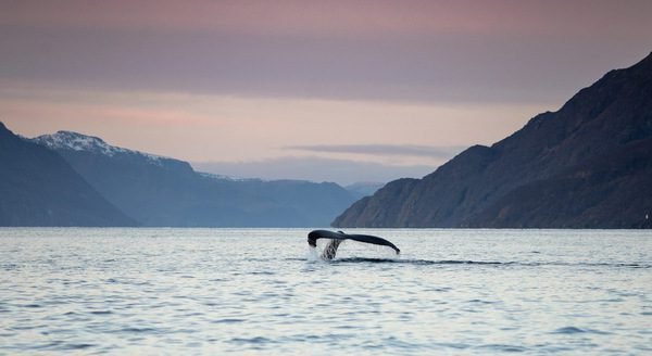  Whale watching in a fjord-the clutter